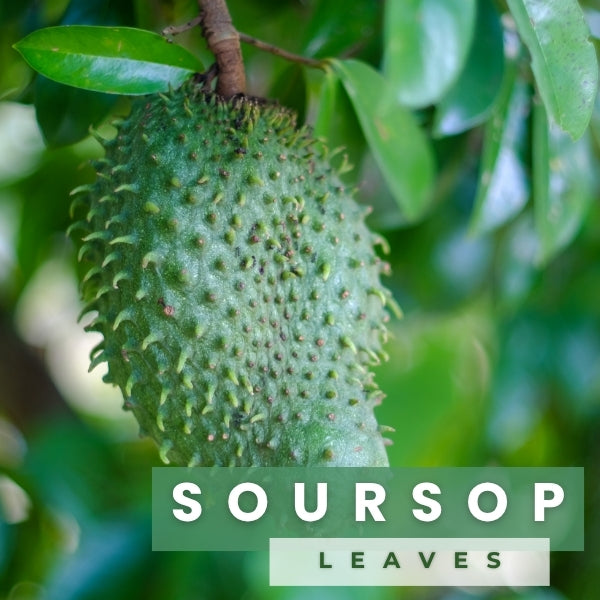Soursop Leaves
