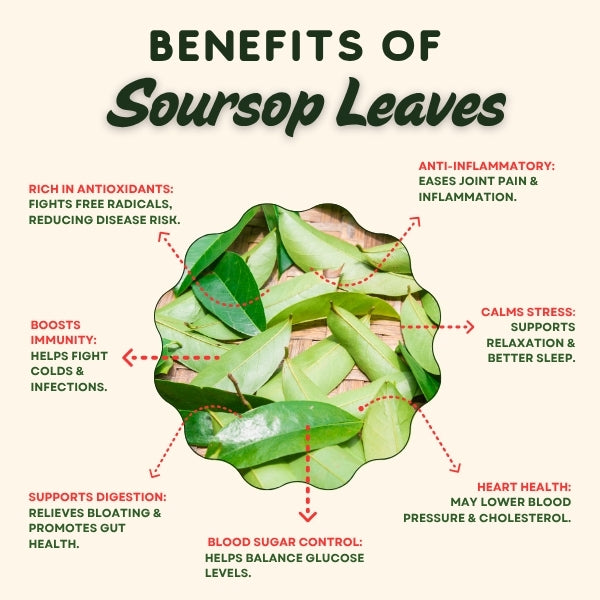 Soursop Leaves