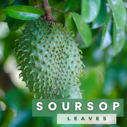 Soursop Leaves