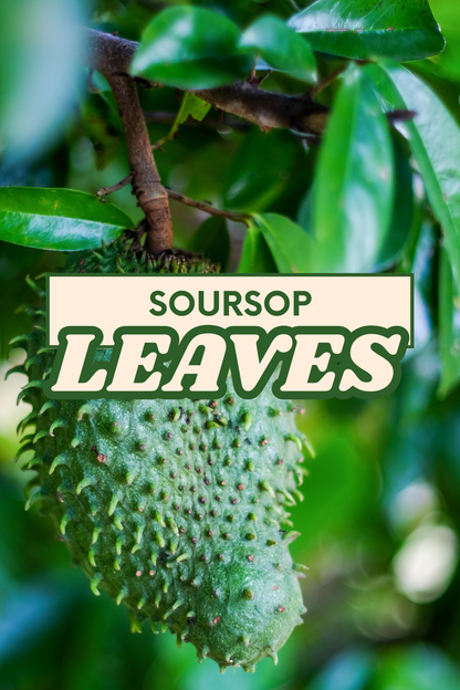 Soursop Leaves